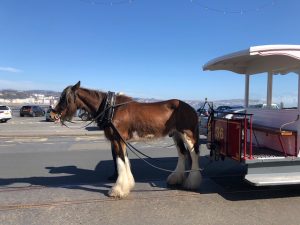 horse-tram-2