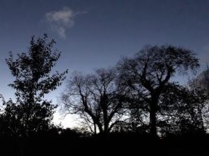 october-trees-silhouette