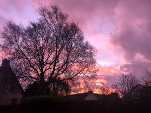 braddan-tree-at-dawn