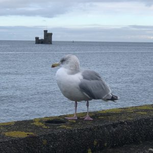 chester-on-sea-wall