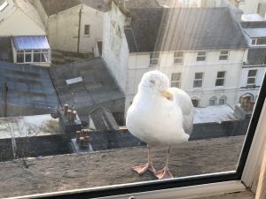 chester-on-window-sill