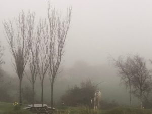 cant-see-the-lambs