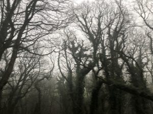 eerie-trees