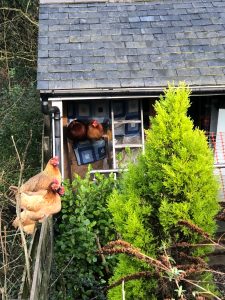 foxdale-chickens
