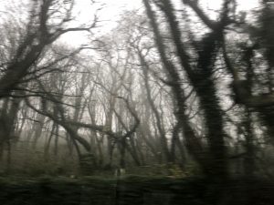 more-eerie-trees