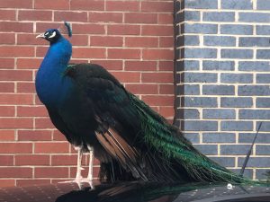 peacock