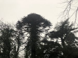 silhouettes-in-the-mist