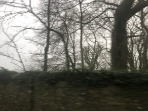 trees-in-the-mist