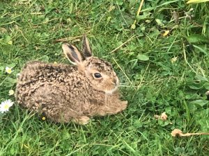 baby-rabbit