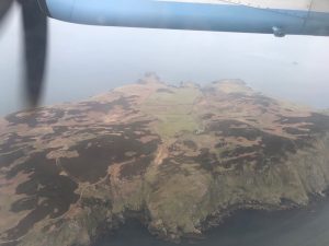 calf-from-plane