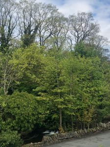 leafy-trees-again