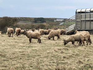 loaghtan-sheep