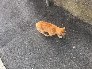 manx-cat-in-douglas