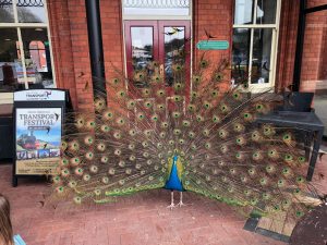 peacock-at-douglas-station