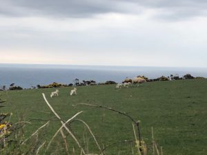 spring-lambs-gambolling