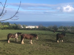 tram-horses-in-field