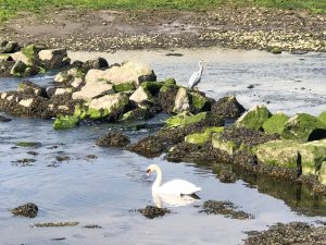 waterbirds